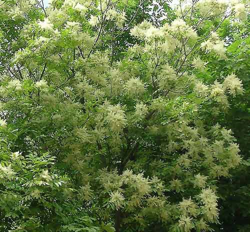 Fraxinus ornus