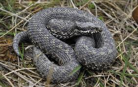 Vipera ursini